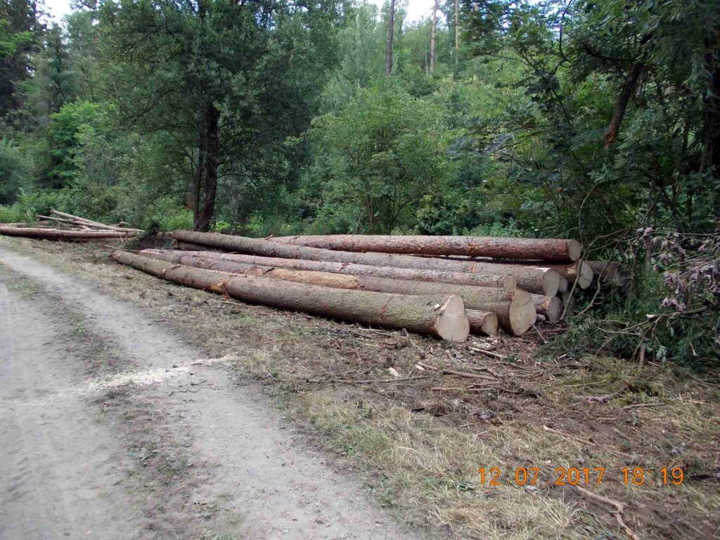 Lorenzovy sady - začátek těžby dřeva v červenci 2017