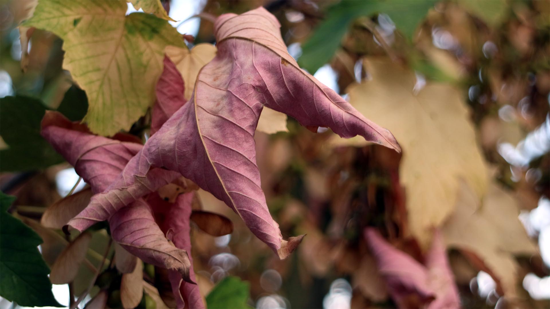 Proměna třebíčské krajiny