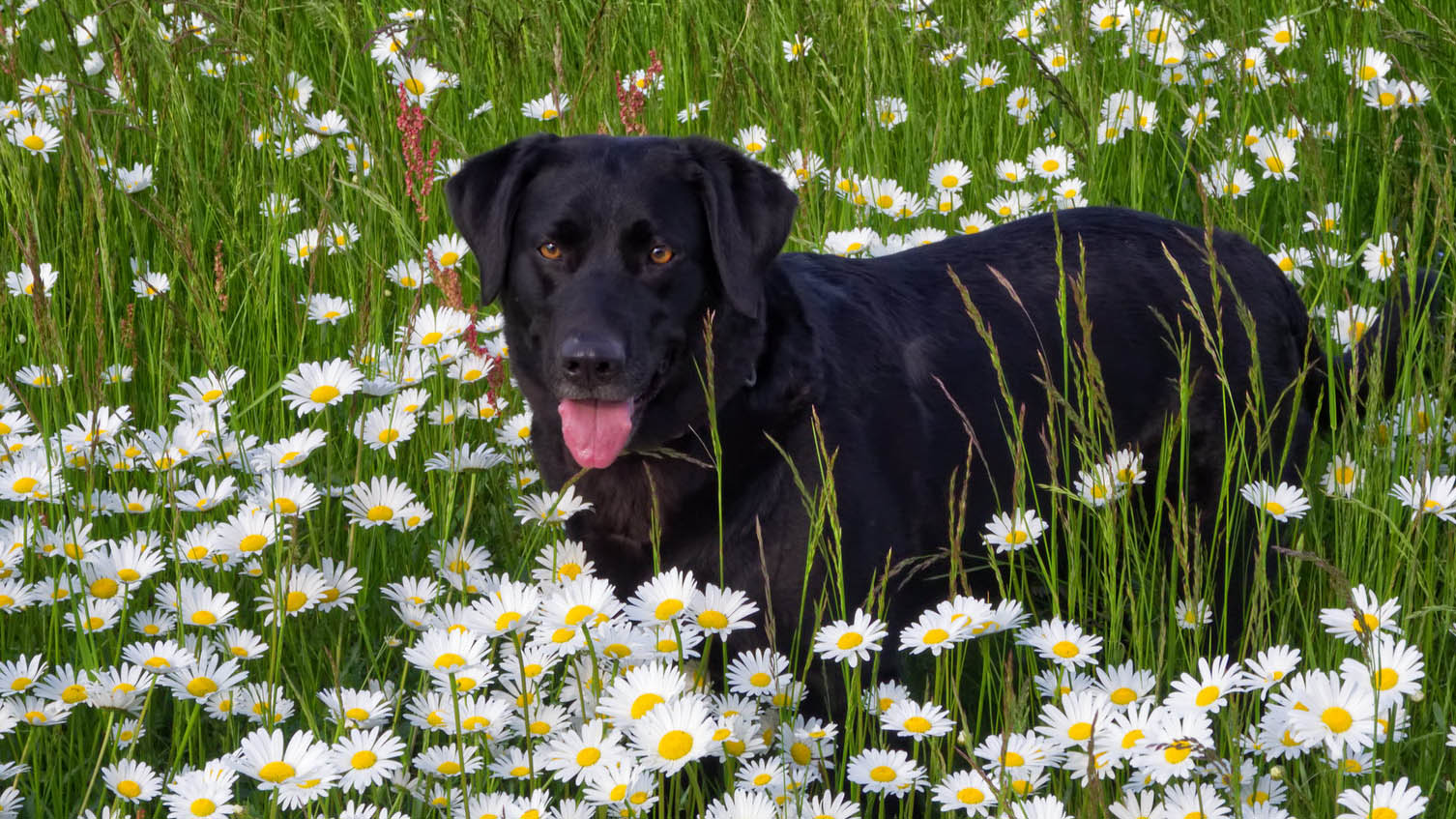 Navýšení poplatků za psy jsme nepodpořili